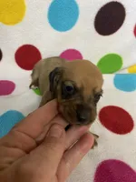 Velvet, a female Miniature Dachshund for sale in Heidelberg, MS – 4 of 5
