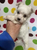 Miles, a male Maltese for sale in Heidelberg, MS – Photo 2 of 3