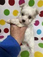 Miles, a male Maltese for sale in Heidelberg, MS – Photo 3 of 3