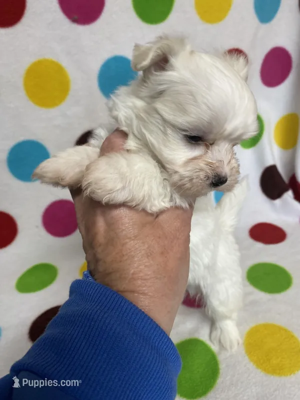 Miles, a male Maltese for sale in Heidelberg, MS – Photo 1 of 3