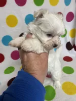 Miles, a male Maltese for sale in Heidelberg, MS – Photo 1 of 3