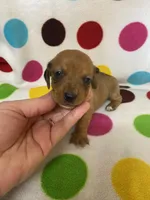 Delta, a female Miniature Dachshund for sale in Heidelberg, MS – Photo 3 of 4