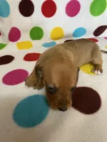 Delta, a female Miniature Dachshund for sale in Heidelberg, MS – Photo 2 of 4