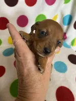 Delta, a female Miniature Dachshund for sale in Heidelberg, MS – Photo 1 of 4