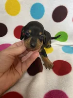 Rocky, a male Miniature Dachshund for sale in Heidelberg, MS – 4 of 4