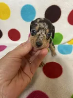 Marley , a female Miniature Dachshund for sale in Heidelberg, MS – 3 of 4