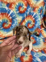 Stella, a female Miniature Dachshund for sale in Heidelberg, MS – 3 of 3