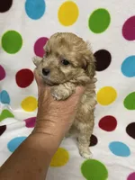 Pierre, a male Poodle - Toy  for sale in Heidelberg, MS – 4 of 5