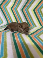Toby , a female Morkie for sale in Heidelberg, MS – 4 of 4