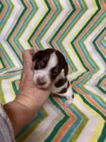 Winston, a male Miniature Dachshund for sale in Heidelberg, MS – Photo 1 of 4