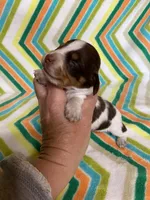 Winston, a male Miniature Dachshund for sale in Heidelberg, MS – Photo 4 of 4