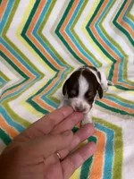 Winston, a male Miniature Dachshund for sale in Heidelberg, MS – Photo 2 of 4