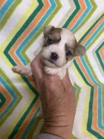 Bella, a female Morkie for sale in Heidelberg, MS – 3 of 4