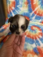 Jack , a male Shih Tzu for sale in Heidelberg, MS – 2 of 4