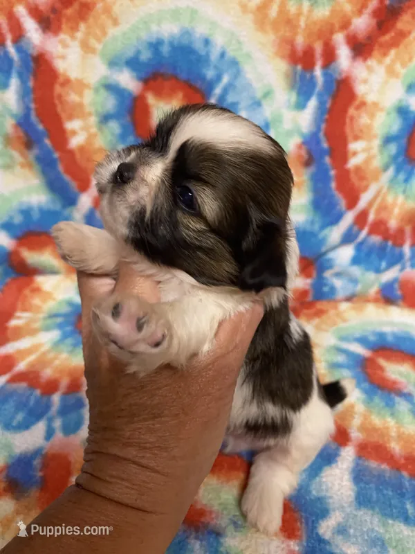 Jack  – Shih Tzu puppy on hold in Heidelberg, MS
