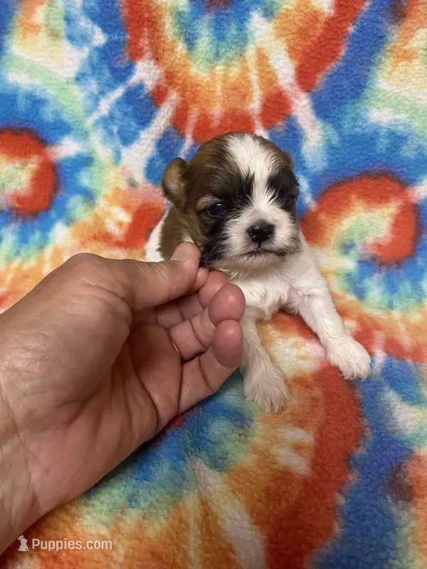Rex – Shih Tzu puppy for sale in Heidelberg, MS