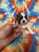 Rex, a male Shih Tzu for sale in Heidelberg, MS – 1 of 4