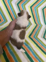 Princess , a female Morkie for sale in Heidelberg, MS – 4 of 4