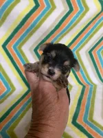 Gracie , a female Morkie for sale in Heidelberg, MS – 3 of 4