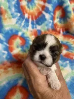 Rex, a male Shih Tzu for sale in Heidelberg, MS – 3 of 4