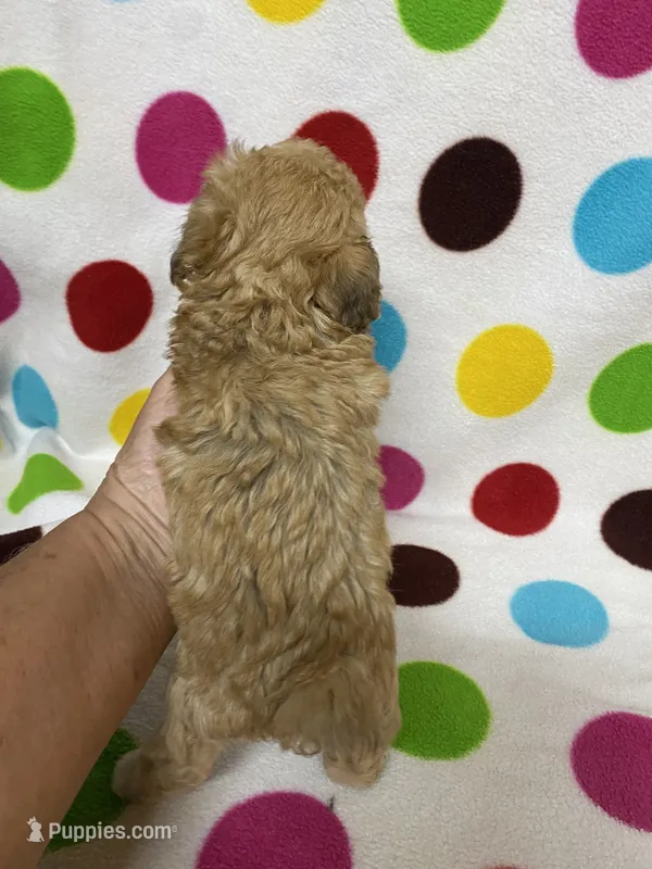 Pierre – Poodle - Toy  puppy on hold in Heidelberg, MS