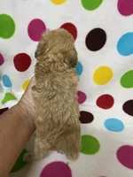 Pierre, a male Poodle - Toy  for sale in Heidelberg, MS – 1 of 5