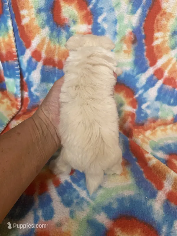 Ted – Maltipoo puppy for sale in Heidelberg, MS