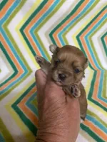 Toby , a female Morkie for sale in Heidelberg, MS – 2 of 4