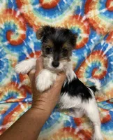 Lily, a female Yorkshire Terrier for sale in Heidelberg, MS – 4 of 5