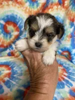 Sparky, a male Yorkshire Terrier for sale in Heidelberg, MS – 1 of 4