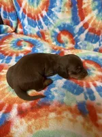Hank, a male Miniature Dachshund for sale in Heidelberg, MS – 3 of 4