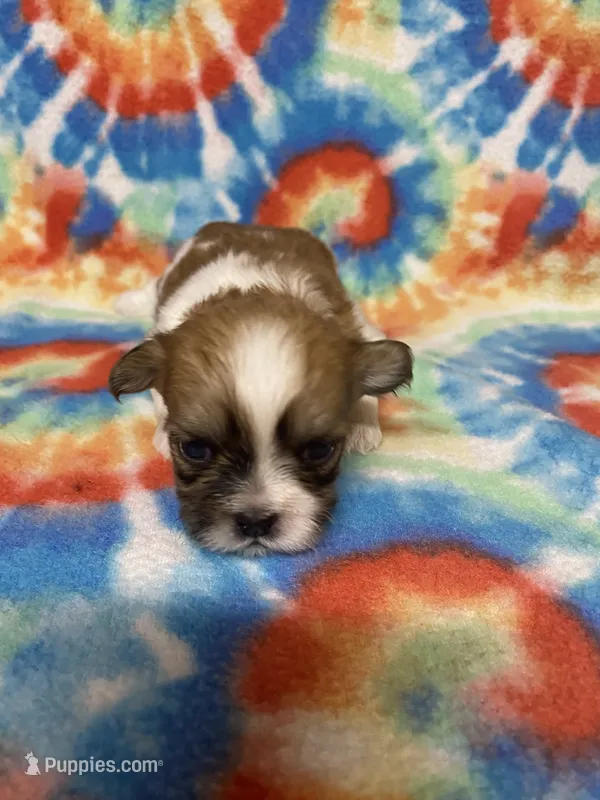 Tex – Shih Tzu puppy for sale in Heidelberg, MS