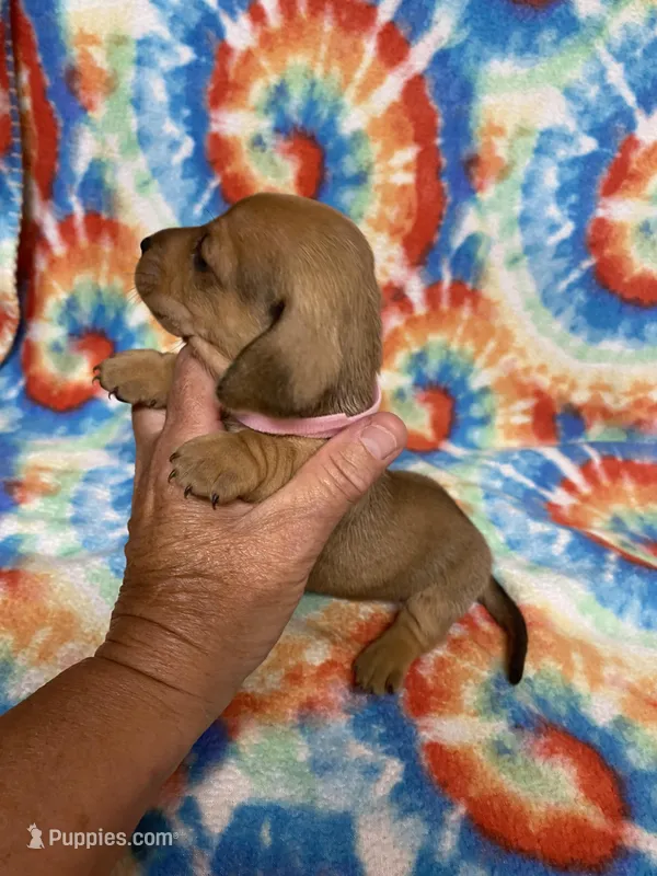 Maggie  – Miniature Dachshund puppy for sale in Heidelberg, MS