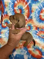 Maggie , a female Miniature Dachshund for sale in Heidelberg, MS – Photo 2 of 4