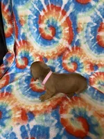 Maggie , a female Miniature Dachshund for sale in Heidelberg, MS – Photo 3 of 4