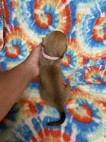 Maggie , a female Miniature Dachshund for sale in Heidelberg, MS – Photo 4 of 4