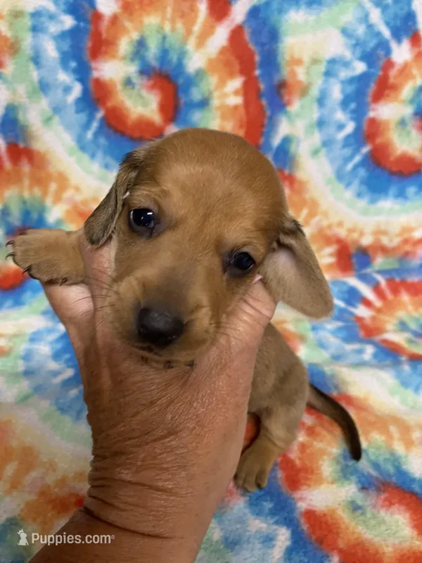 Maggie  – Miniature Dachshund puppy for sale in Heidelberg, MS