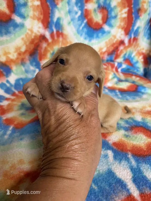 Wendy , a female Miniature Dachshund for sale in Heidelberg, MS – Photo 1 of 4