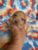 Wendy , a female Miniature Dachshund for sale in Heidelberg, MS – Photo 1 of 4