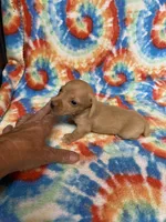 Wendy , a female Miniature Dachshund for sale in Heidelberg, MS – Photo 4 of 4