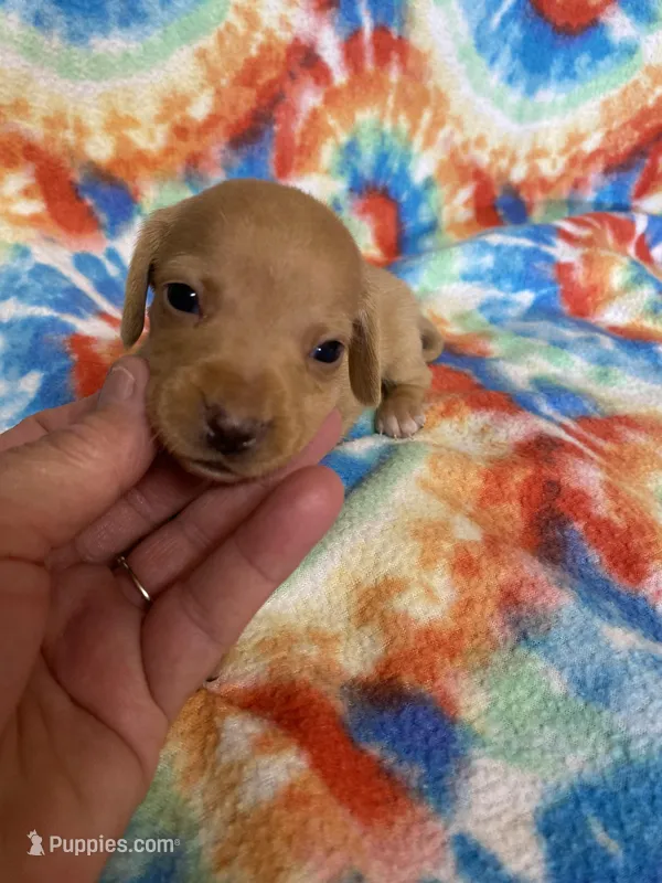 Wendy  – Miniature Dachshund puppy for sale in Heidelberg, MS