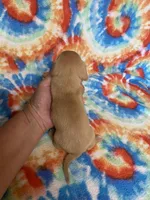 Wendy , a female Miniature Dachshund for sale in Heidelberg, MS – Photo 3 of 4