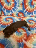 Captain , a male Miniature Dachshund for sale in Heidelberg, MS – 3 of 4