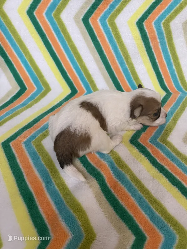 Bella – Morkie puppy for sale in Heidelberg, MS