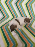 Bella, a female Morkie for sale in Heidelberg, MS – 1 of 4