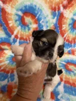 Jack , a male Shih Tzu for sale in Heidelberg, MS – 3 of 4