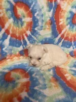 Ted, a male Maltipoo for sale in Heidelberg, MS – 2 of 4