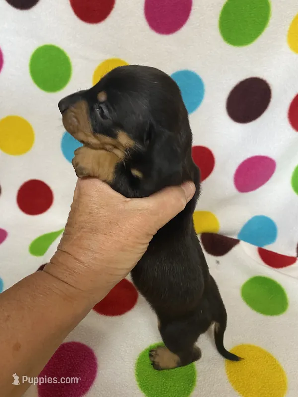Rocky – Miniature Dachshund puppy for sale in Heidelberg, MS