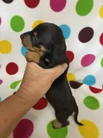Rocky, a male Miniature Dachshund for sale in Heidelberg, MS – 1 of 4