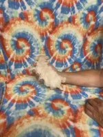 Tom Tom , a male Maltipoo for sale in Heidelberg, MS – 4 of 4